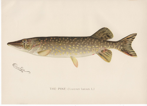 Denton fish lithograph from 1896